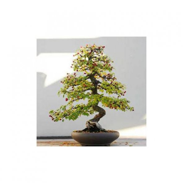 Bodur Bonsai Cennet Ağacı Tohumu Cennet Ağacı 5 Tohum+Hediye Tohu ürün görseli 1