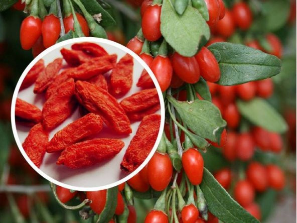 Goji Berry Tohumu Kurt Üzümü Gojiberry 100 Tohum+ Hediye Tohum ürün görseli 1