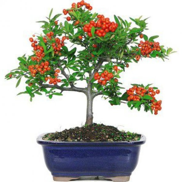 Bodur Bonsai Kızılcık Ağacı Tohumu Tohum +Spriz Hediye Tohum ürün görseli 1