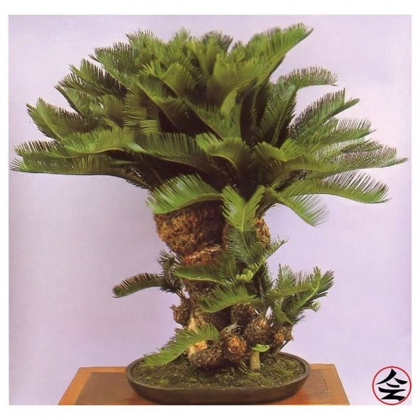 Bodur Bonsai Palmiye Ağacı Tohum 3 Tohum +Saksı+Toprak+Hediye Toh ürün görseli 1