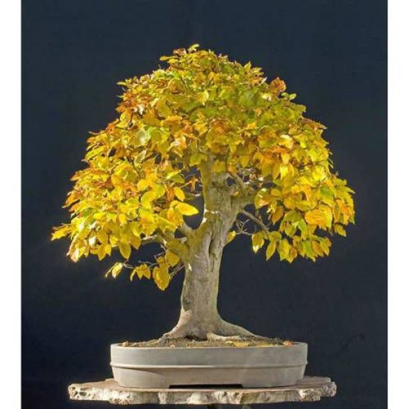 Bodur Bonsai Sarı Alıç Ağacı Tohumu 10 tohum + Hediye Tohum ürün görseli 1