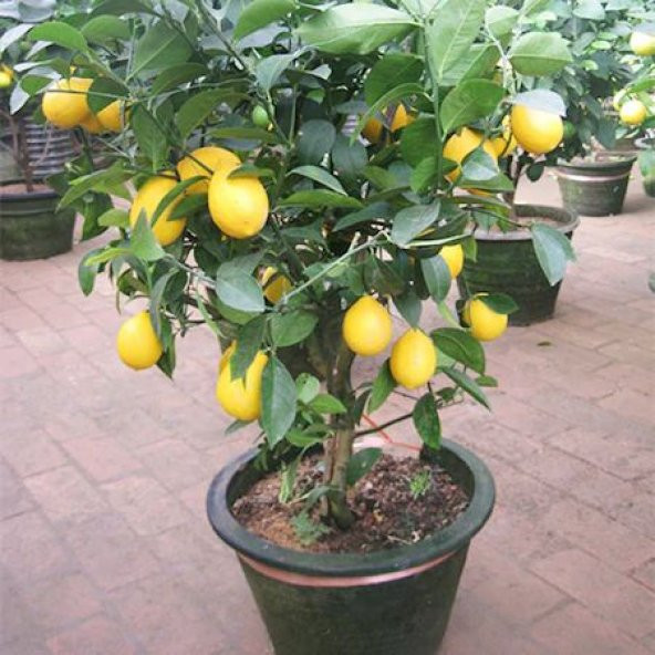 Bodur Bonsai Limon Ağacı Tohumu 5 Tohum +Saksı+Toprak+Hediye Tohu ürün görseli 1