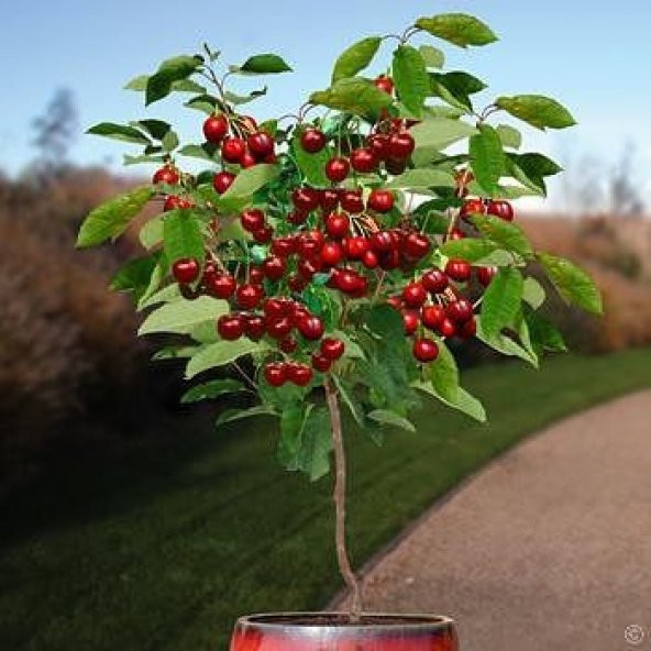 Bodur Bonsai İri Napolyon Kiraz Ağacı Tohumu 5 Tohum+Saksı+Toprak ürün görseli 1