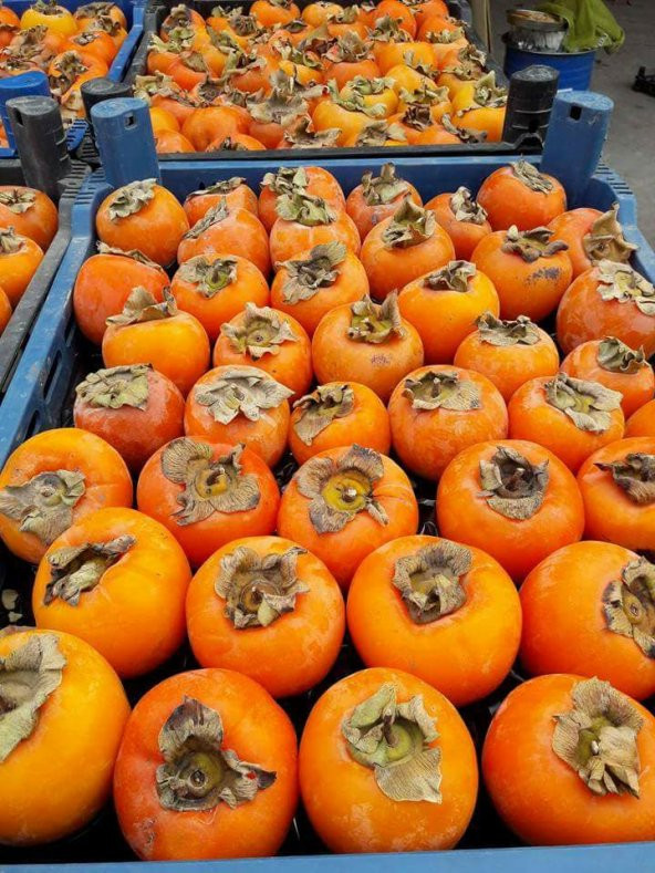 TRABZON HURMASI KURUSU 0,450 GRAM VAKUMLU - Resim 2