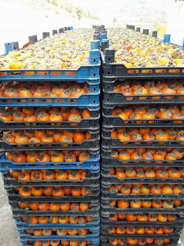 TRABZON HURMASI KURUSU 0,450 GRAM VAKUMLU - Resim 3