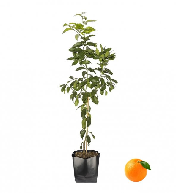 Portakal Fidanı  Yaklaşık 120 cm, 2 Yaşında ürün görseli 1