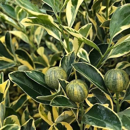 6 Yaş Aşılı Alacalı Calamondin Süs Mandalinası Fidanı, Saksıda ürün görseli 1