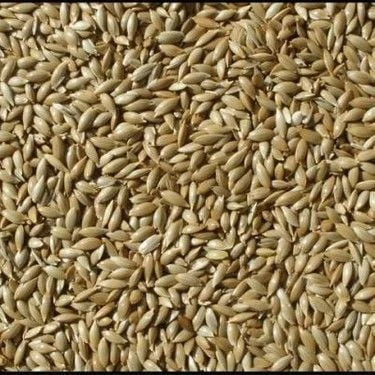 Sade Kanarya Yemi 10kg (BÖLÜNMÜŞ) ürün görseli 1