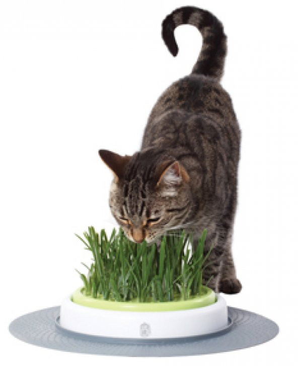 İthal Kedi Çimi Tohumu Ekim Seti 30 Gram Tohum +Saksı+Toprak ürün görseli 1