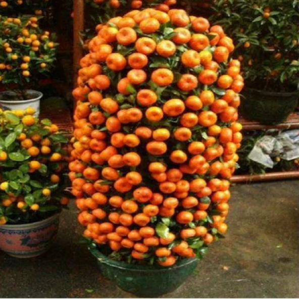 İthal Bodur Mandalina Ağacı Tohumu Ekim Seti 3 Tohum +Saksı+Topra ürün görseli 1