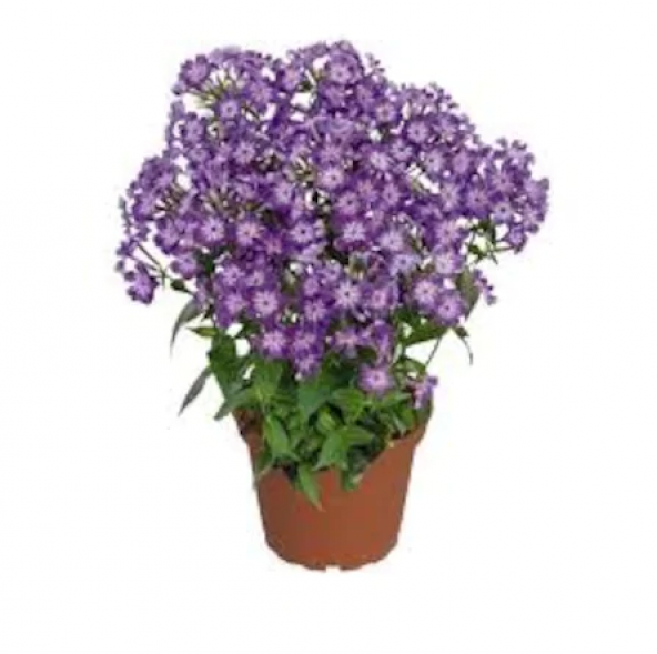 Phlox Çiçeği Tohumu Ekim Seti 5 Tohum +Saksı+Toprak+Süpriz ürün görseli 1
