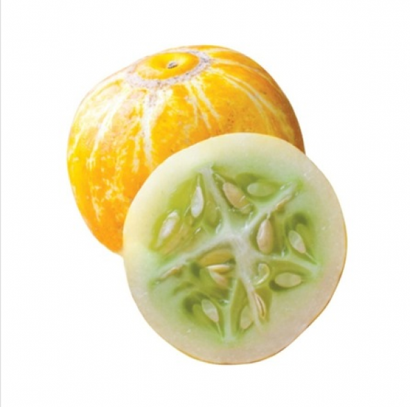 İthal Limon Salatalık Tohumu Ekim Seti 5 Tohum +Saksı+Toprak ürün görseli 1