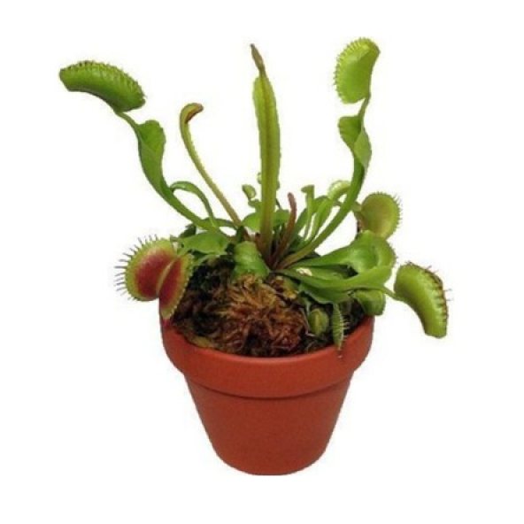 Venus Fly Trap Tohumu Ekim Seti 5 Tohum Venüs Fly Trap Etobur ürün görseli 1
