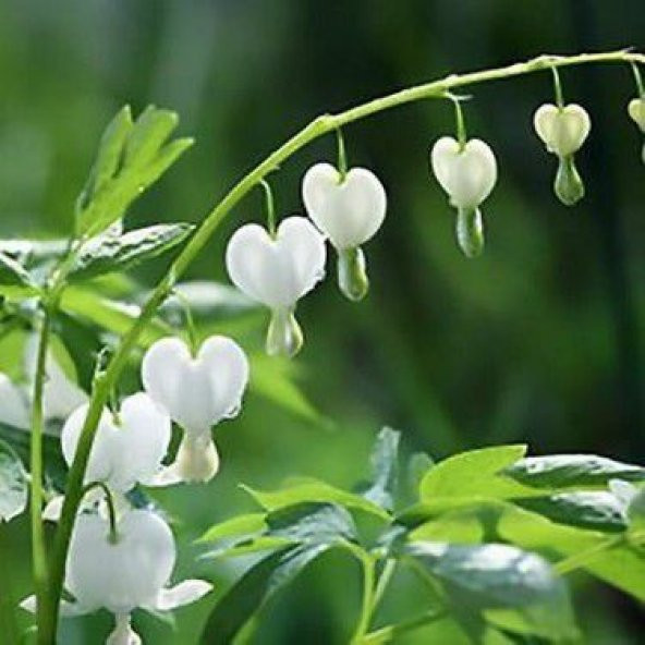 Beyaz Dicentra Çiçeği Tohumu Ekim Seti 5 Tohum + Saksı + Toprak ürün görseli 1