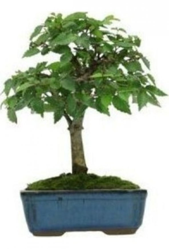 Bodur Beyaz Dut Bonzai Ağacı Tohumu 5 Tohum +Süpriz Bonsai Tohumu ürün görseli 1