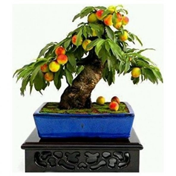 Şeftali Bonzai Ağacı Tohumu 1 Tohum + Süpriz Hediye Bonsai Tohumu ürün görseli 1