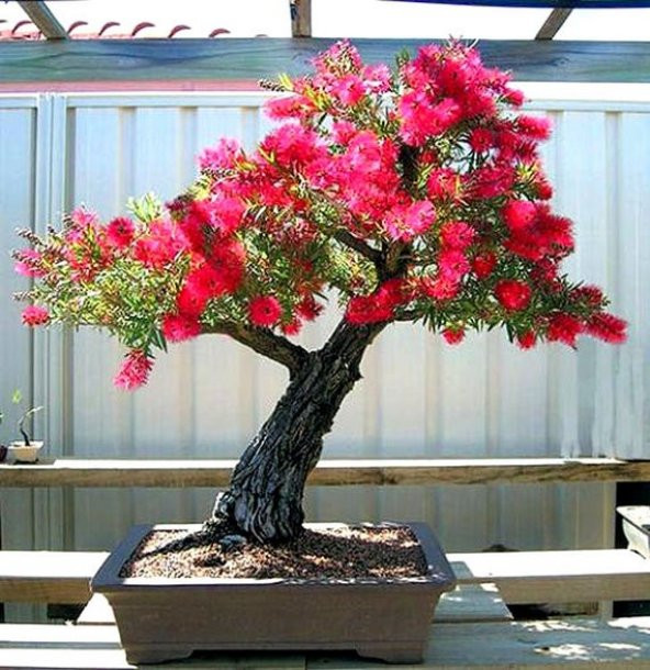 Callistemon Bonzai Aac Tohumu 30 Tohum + Spriz Bonsai Tohumu Fiyatlar,  zellikleri ve Yorumlar | En Ucuzu Akake