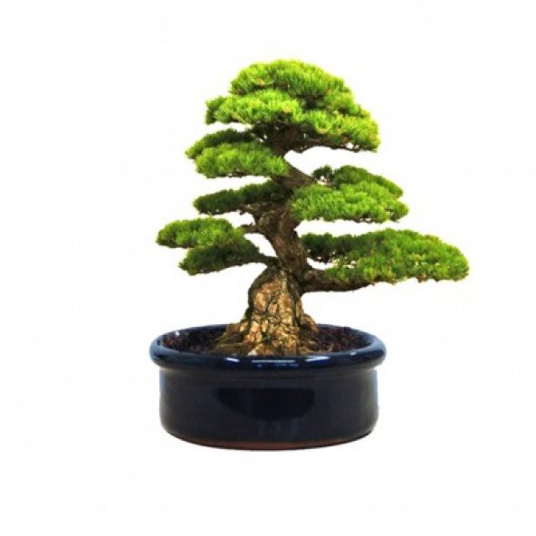 Bodur Fıstık Çamı Bonzai Ağacı Tohumu 2 Tohum + Süpriz Bonsai Toh ürün görseli 1