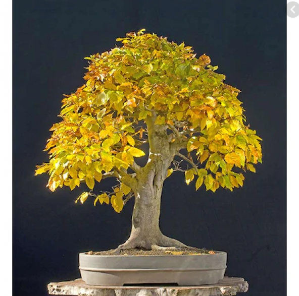 Bodur Sarı Alıç Bonzai Ağacı Tohumu 3 Tohum Bonsai Ağacı Tohumu ürün görseli 1
