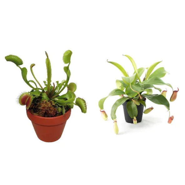 Venüs Fly Trap + Nephentes Etçil Bitki Tohumu Ekim Seti Etobur ürün görseli 1