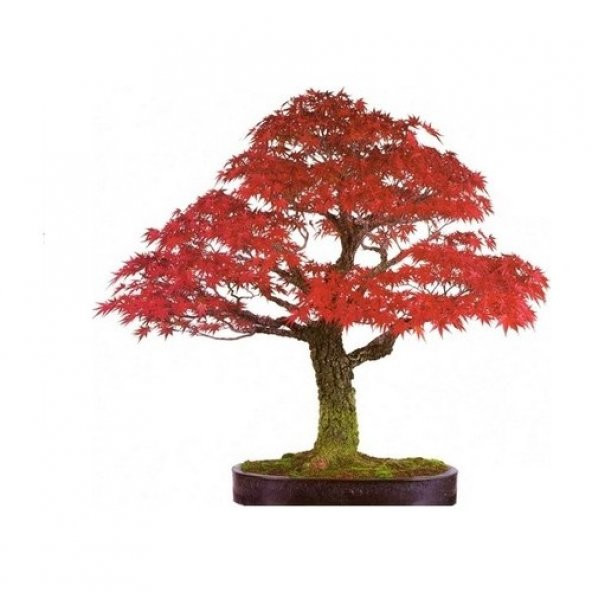 Bodur Red Maple Bonzai Ağacı Tohumu 5 Tohum + Süpriz Bonsai Tohum ürün görseli 1