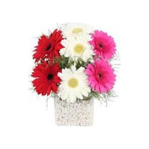 Karışık Gerbera Çiçeği Tohumu 5 Tohum Jerbera Çiçeği Çiçek Tohumu ürün görseli 1