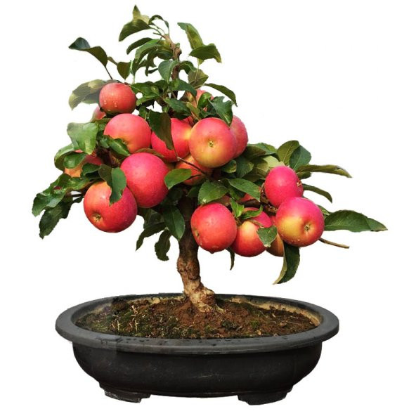 Bodur Elma Bonzai Ağacı Tohumu 3 Tohum +Süpriz Bonsai Tohumu ürün görseli 1
