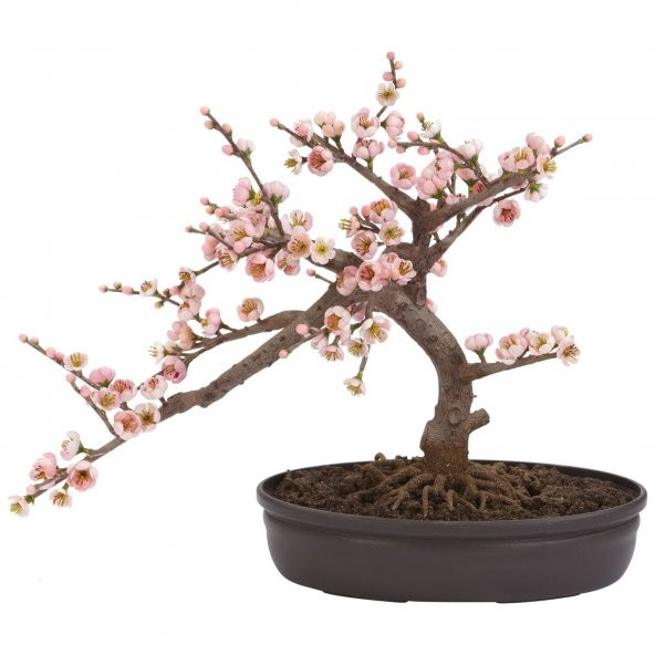 Bodur Cherry Blossom Bonzai Ağacı Tohumu 5 Tohum + Süpriz Hediye ürün görseli 1