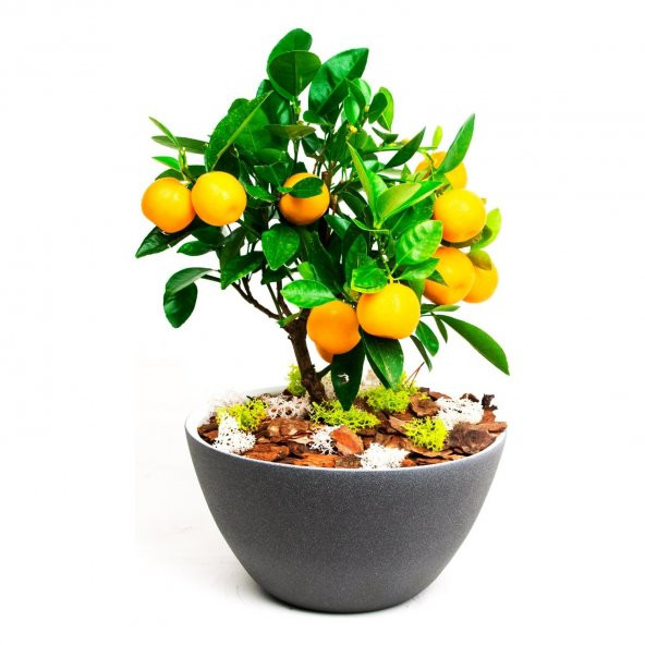 Bodur Portakal Bonzai Ağacı Tohumu 3 Tohum +Süpriz Bonsai Tohumu ürün görseli 1