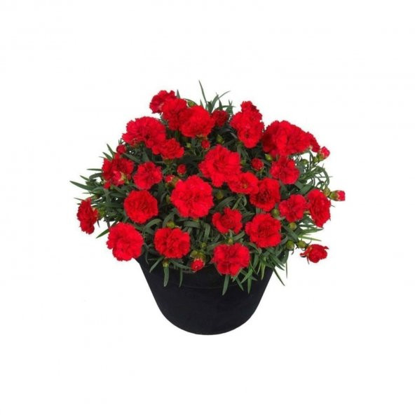 Karanfil Tohumu 5 Tohum Karanfil Çiçeği Tohumu + Süpriz Hediye ürün görseli 1