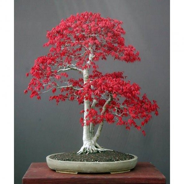 Bodur Acer Rubrum Bonsai Ağacı Tohumu 5 Tohum + Süpriz Bonsai Toh ürün görseli 1