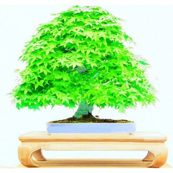 Bodur Japon Redwood Bonzai Ağacı Tohumu 5 Tohum + Süpriz Hediye ürün görseli 1