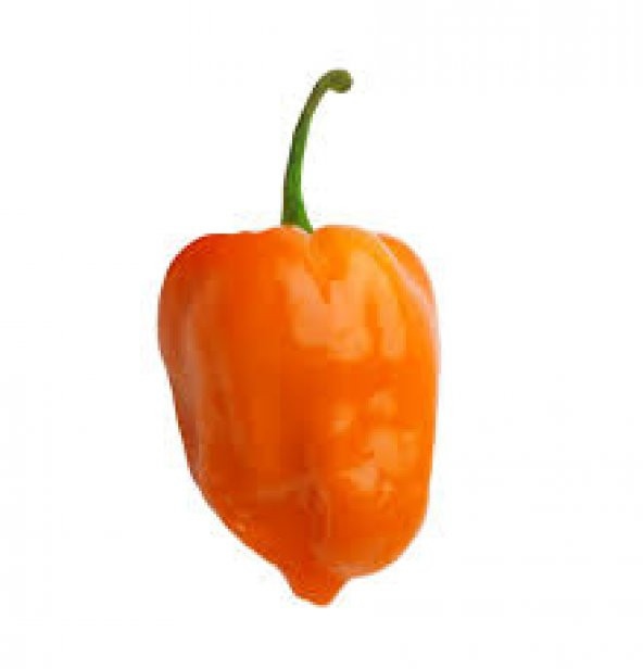 Çok Acı Habanero Acı biber Tohumu 5 Tohum + Süpriz Hediye Tohum ürün görseli 1