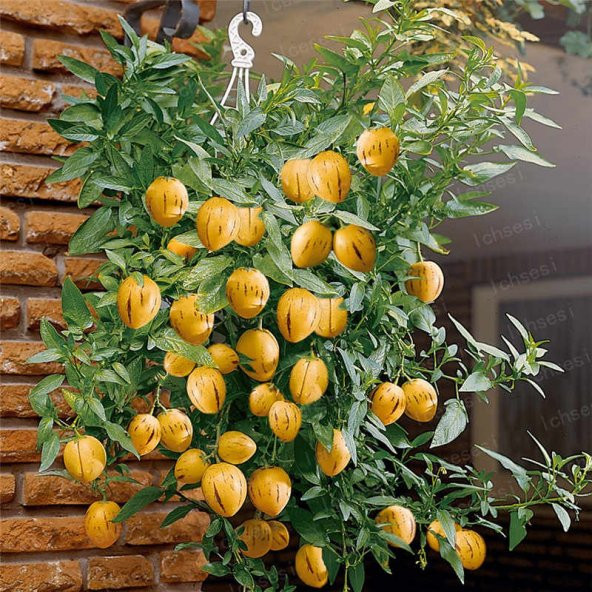 Saksılık Pepino Tohumu 5 Tohum + Süpriz Hediye Tohum ürün görseli 1