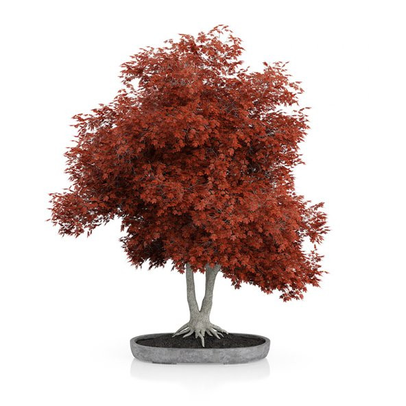 Enkiantus Bonzai Ağacı Tohumu 5 Tohum + Süpriz Hediye Bonsai Tohu ürün görseli 1