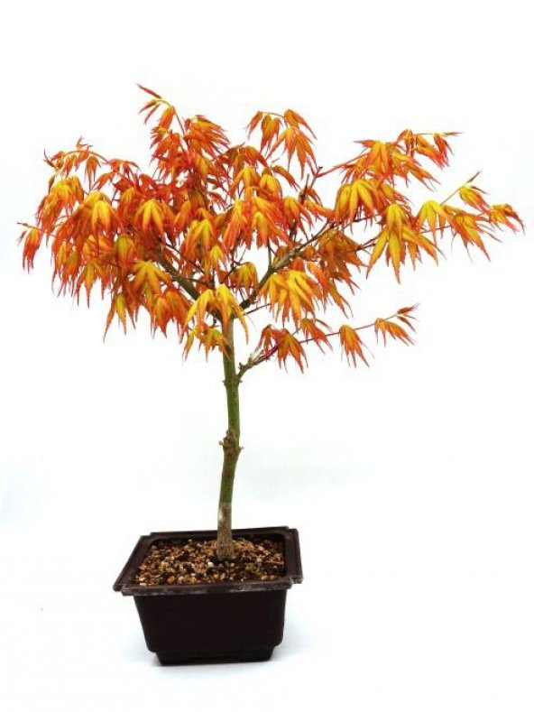 Katsura Bonzai Ağacı Tohumu Ekim Seti 5 Tohum +Saksı+Toprak ürün görseli 1