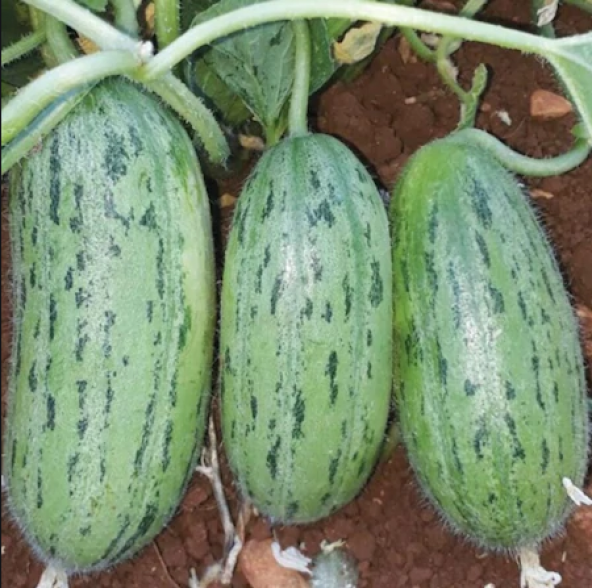 Yeşil Çin Acuru Tohumu Acur Tohumu 5 Tohum + Hediye Süpriz Tohum ürün görseli 1