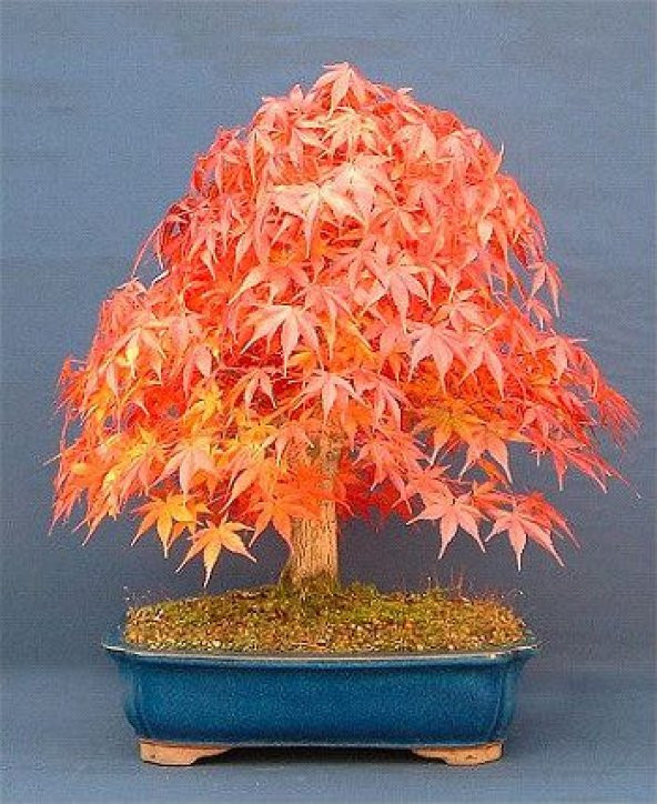 mini bonsai pots Mini Bonsai Starter Kit