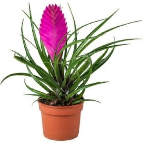 Tillandsia Çiçeği Tohumu 5 Tohum Hava Bitkisi + Süpriz Hediye ürün görseli 1
