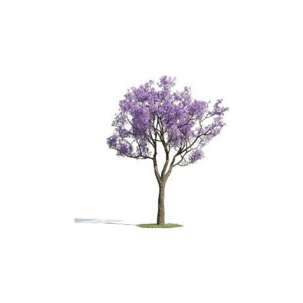 Jakaranda Ağacı Tohumu 25 Tohum Jacaranda + Süpriz Hediye Tohum ürün görseli 1