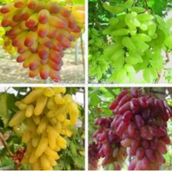 4 Farklı Cins Ürüm Tohumu 8 Tohum + Süpriz Hediye Tohum ürün görseli 1