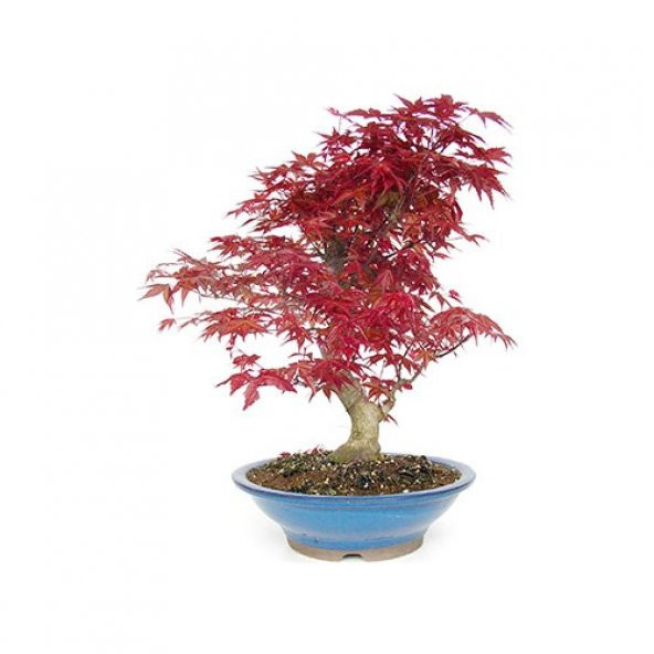 Bodur Liquidambar Bonzai Ağacı Tohumu Ekim Seti 5 Tohum +Saksı+To ürün görseli 1