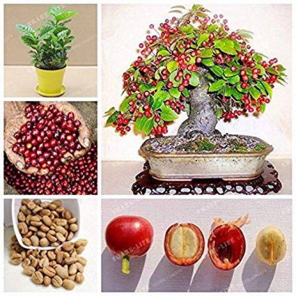 PTTAVM: Kahve Bonzai Aac Tohumu 5 Tohum + Spriz Hediye Bonsai Tohumu