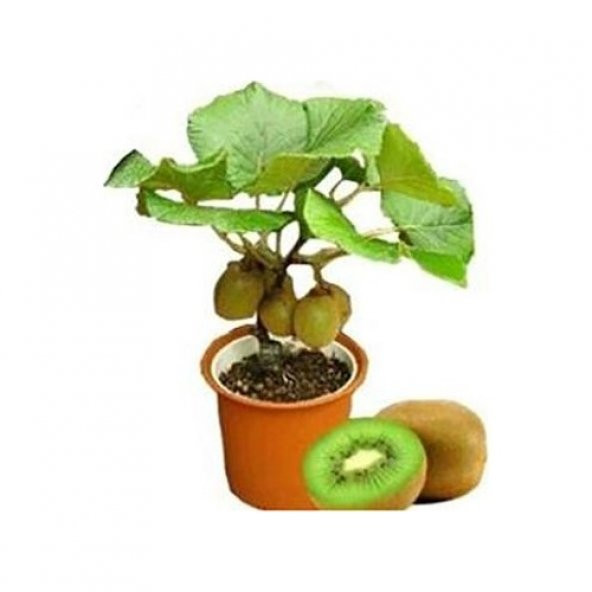 Bodur Kivi Bonzai Ağacı Tohumu 5 Tohum + Bonsai Ağacı Tohumu ürün görseli 1