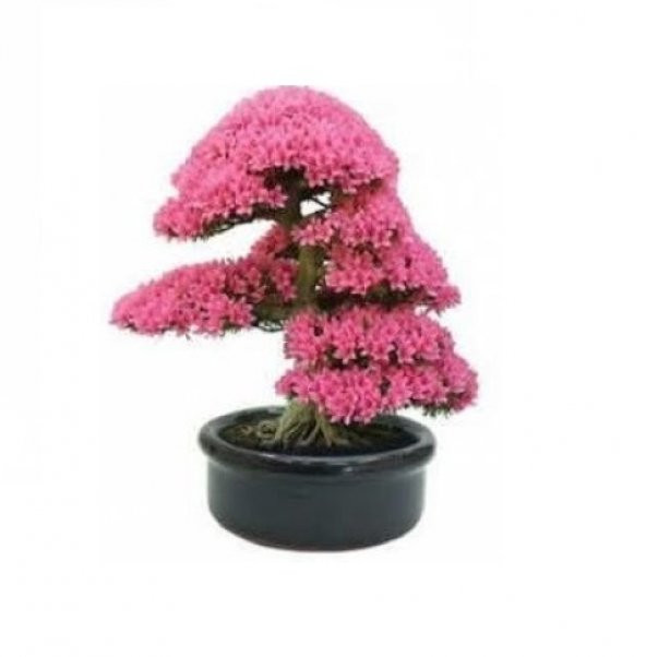 Erguvan Bonzai Ağacı Tohumu 5 Tohum + Süpriz Hediye Bonsai Tohumu ürün görseli 1