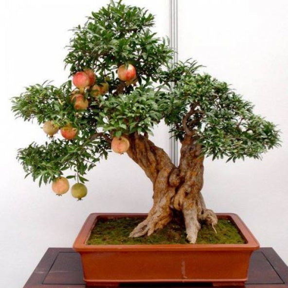 Bodur Nar Bonzai Ağacı Tohumu 5 Tohum +Süpriz Bonsai Ağacı Tohumu ürün görseli 1
