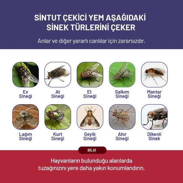 Sintut Large, Karasinek Tuzağı - Resim 5