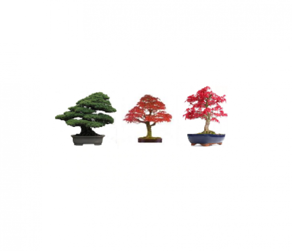 3lü Set Bonzai Ağacı Tohumu Bonsai Acer Rubrum Çınar Selvi Ekim ürün görseli 1