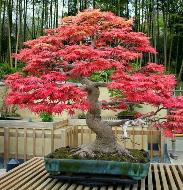 PTTAVM: 3l Set Bonzai Aac Tohumu Bonsai Acer Rubrum nar Selvi Ekim