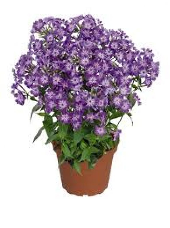 Phlox Çiçeği Tohumu 5 Tohum Çiçek Tohumu + Süpriz Hediye ürün görseli 1